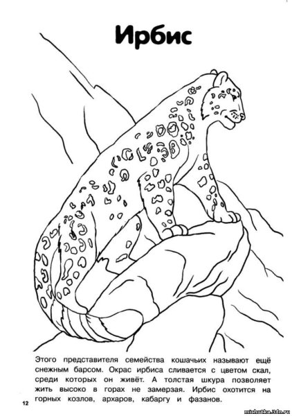 Животные красной книги России раскраска и описание