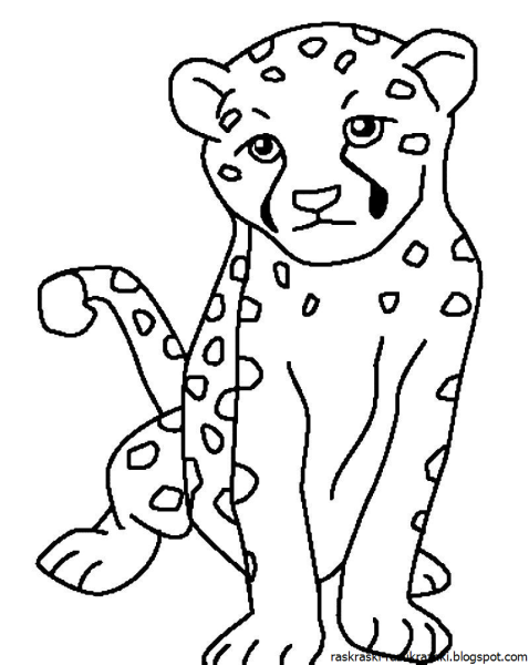 Раскраска гепард