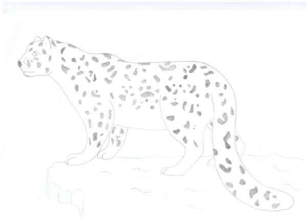 Снежный Барс рисунок карандашом