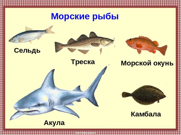 Рыбы Пресноводные и морские для детей