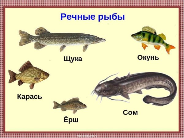 Морские и речные рыбы для детей