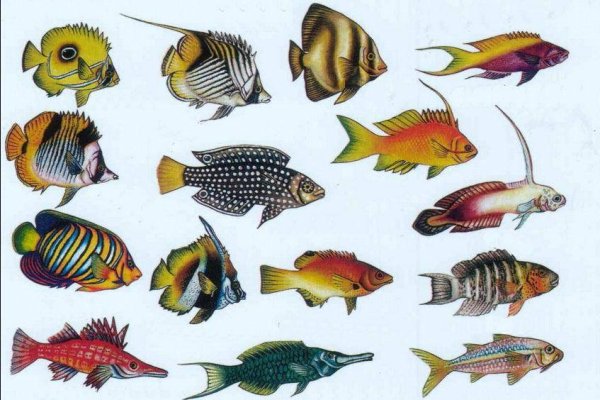 Морские рыбы разнообразие