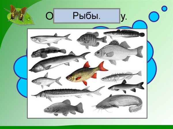 Рыбы группа животных
