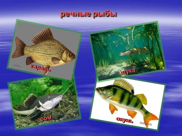 ( Щука, сом, окунь, карась.)