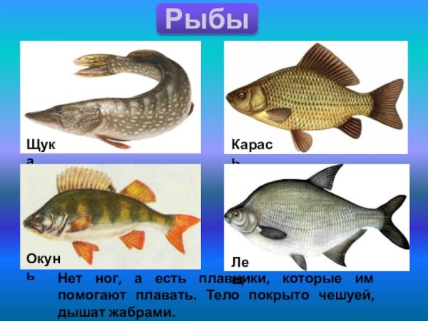 Рыбы для детей с названиями