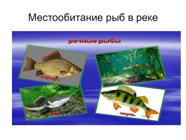 Местообитание рыб