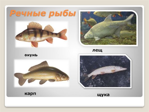 Рыбы 1 класс