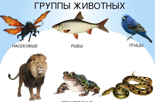Группы животных окружающий мир