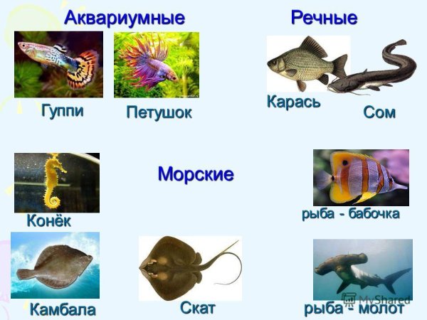 Рыбы Пресноводные и морские для детей