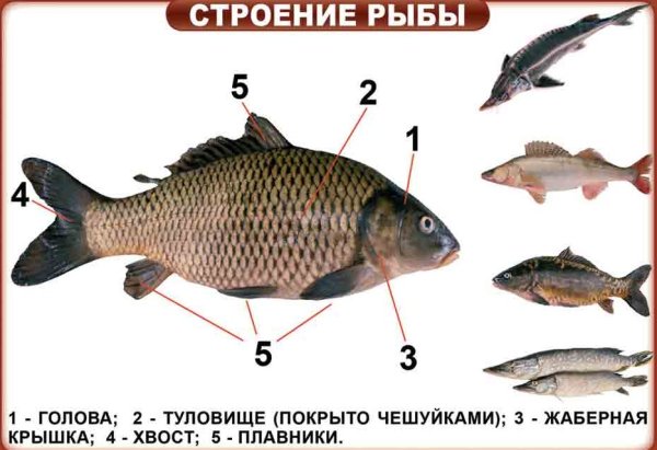 Строение рыбы 1 класс