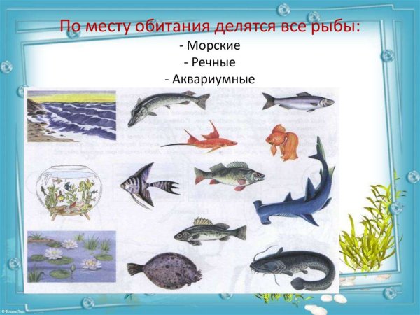 Лексическая тема морские и Пресноводные рыбы
