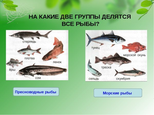 Рыбы Пресноводные и морские для детей