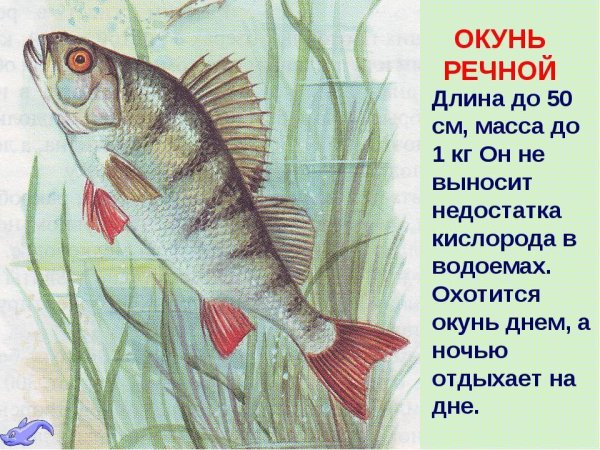 Окунь Речной презентация