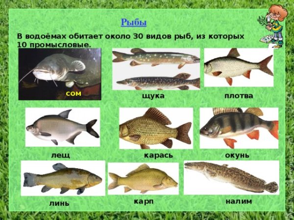 Рыбы которые обитают в водоемах