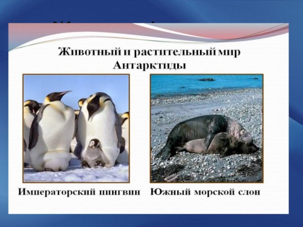 Животные Антарктиды для детей презентация