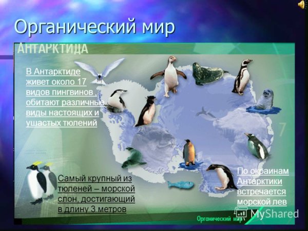 Органический мир Антарктиды