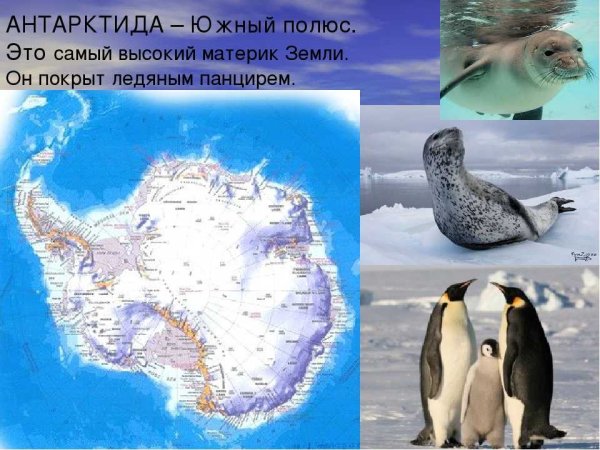 Материк Антарктида с животными для детей