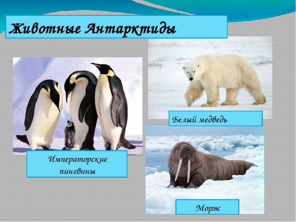 Животный мир Арктики и Антарктиды