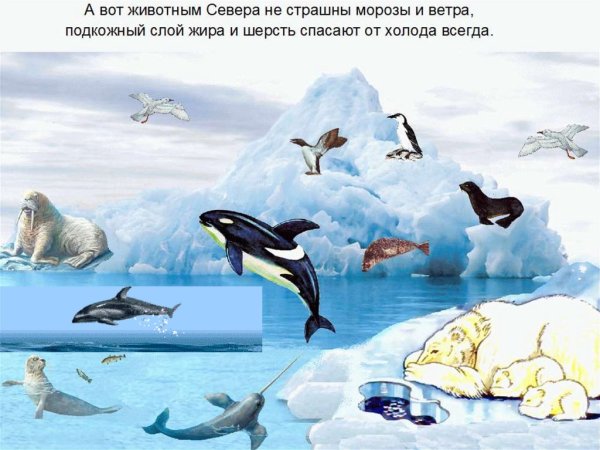 Животный мир Арктики и Антарктиды