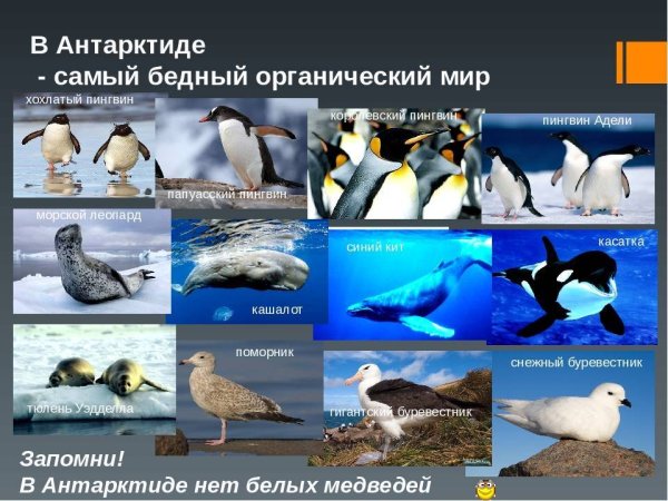 Животный мир Антарктиды