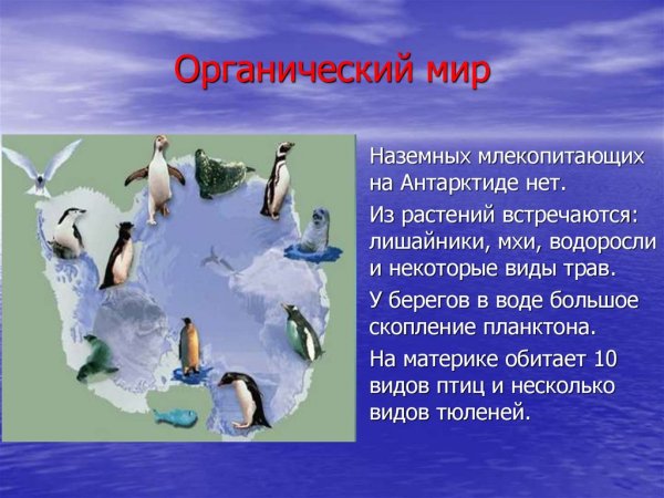 Животный мир Антарктиды для детей