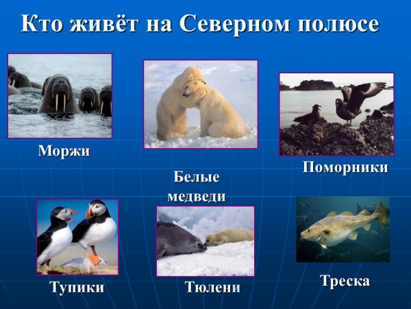 Животные живущие на Северном полюсе