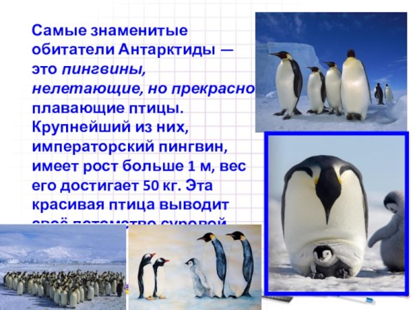 Информация о животных Антарктиды