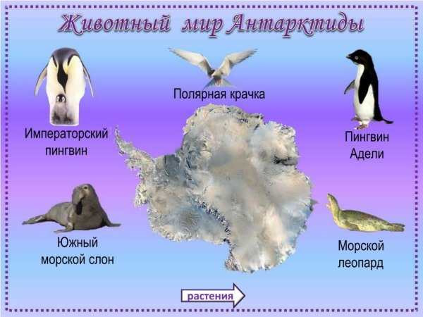 Антарктида материк животные