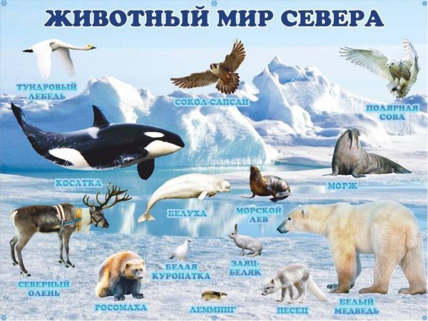 Животные Арктики и Антарктиды на севере