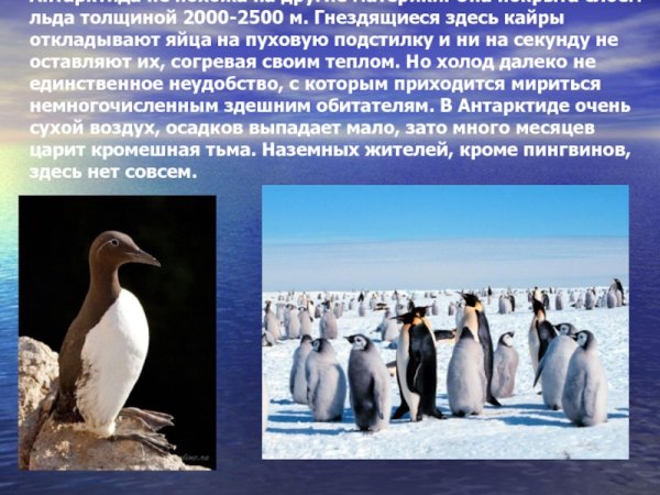 Антарктида проект