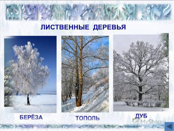 Лиственные деревья зимой