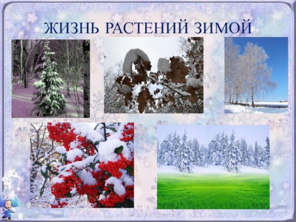 Изменения в жизни растений зимой