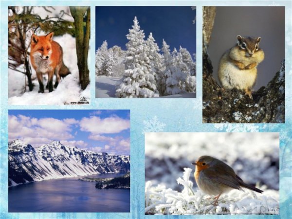 Сезонные изменения в природе зима
