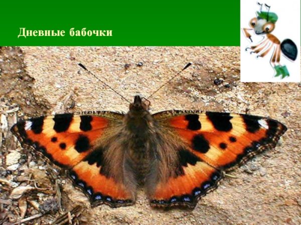 Бабочка крапивница отряд