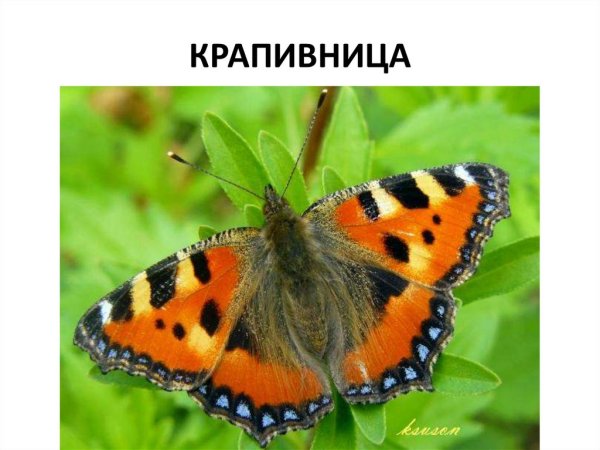Бабочка крапивница сбоку