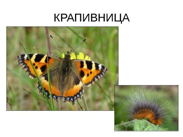Крапивница бабочка фото