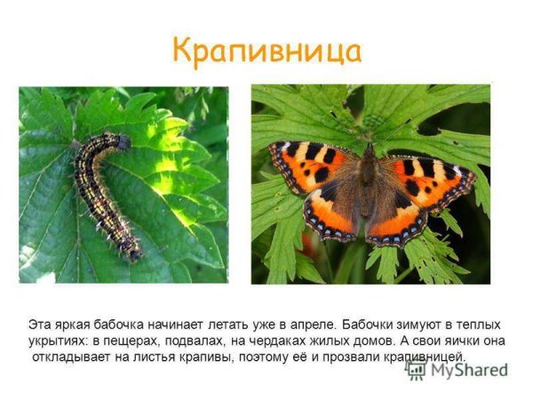 Рассказ о бабочке