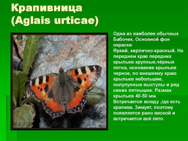 Бабочка крапивница описание для 2 класса