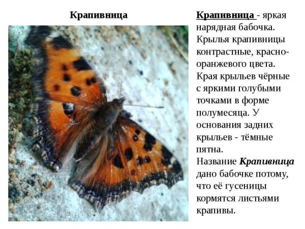 Бабочка Шоколадница-крапивница