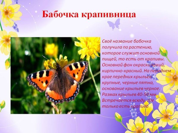 Бабочка крапивница описание