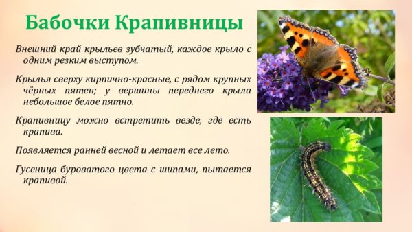 Бабочка крапивница описание для 2 класса окружающий мир