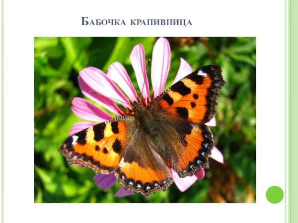 Презентация бабочка крапивница