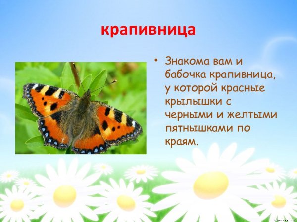 Бабочка крапивница описание