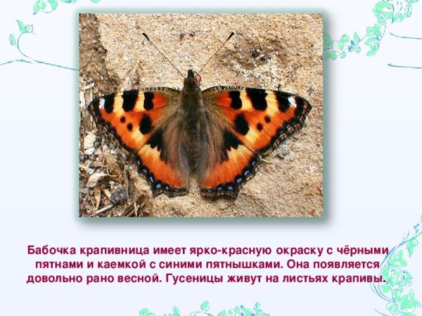 Бабочка крапивница отряд