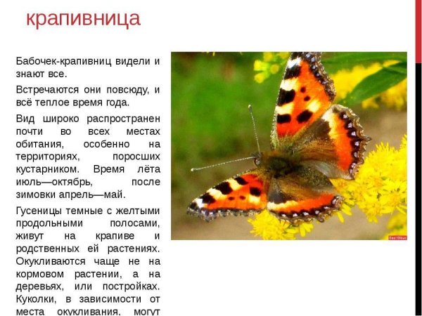 Бабочка крапивница краткое описание