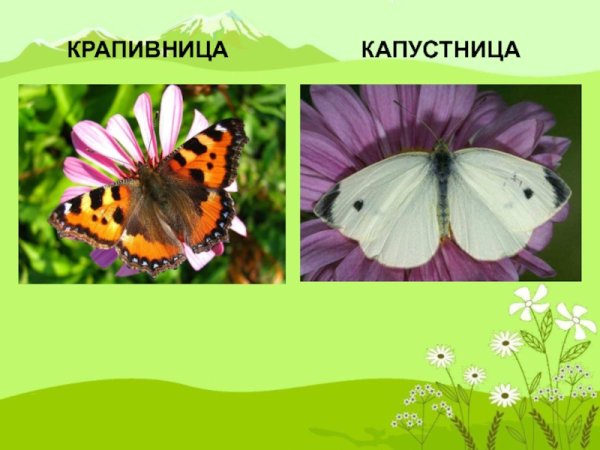 Бабочка крапивница и бабочка капустница