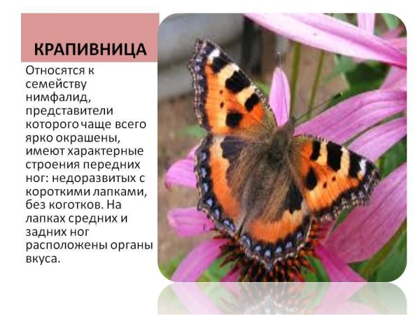 Описание бабочки