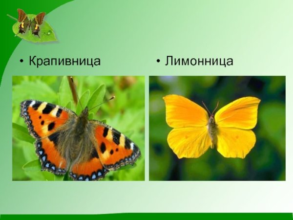 Бабочки Адмирал лимонница крапивница