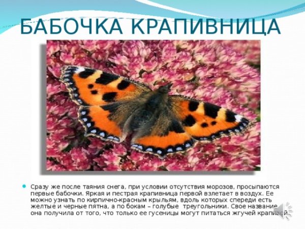 Бабочка крапивница описание