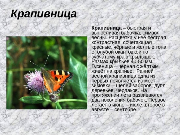Сведения о бабочках